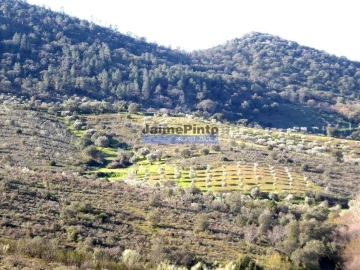 Terreno Agricola ou Rústico para Venda em Alfandega da Fe