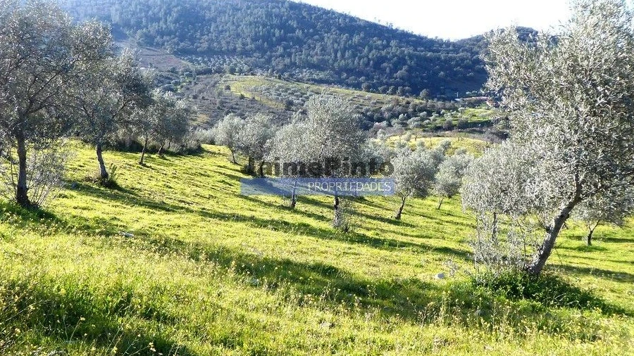 Terreno Agricola ou Rústico para Venda em Alfandega da Fe