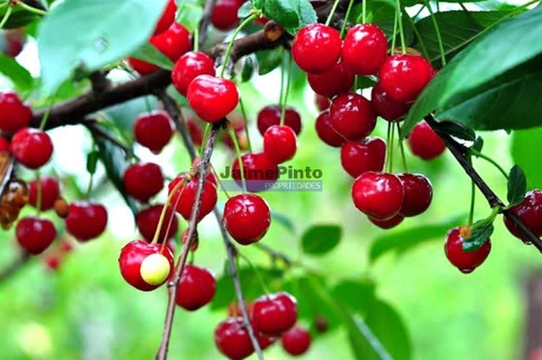 Moradia T3 para Venda em Anreade e São Romão de Aregos Foto 9