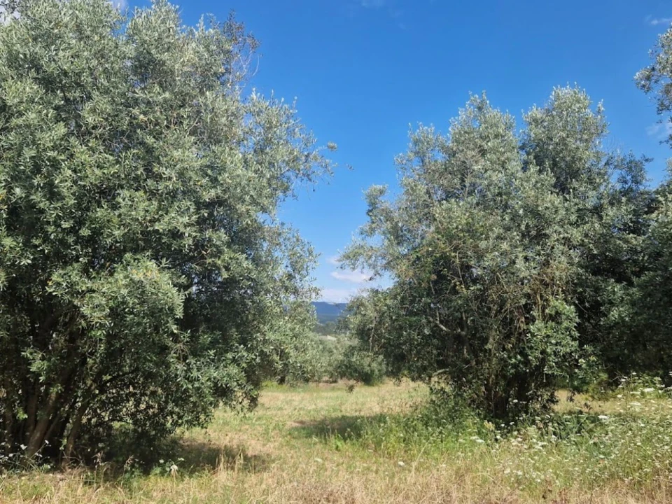 Terreno Comércio / Armazém para Venda em Casal Comba Foto 4
