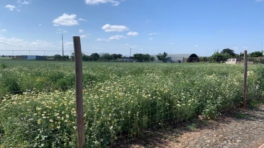 Terreno para Venda em Salvada e Quintos