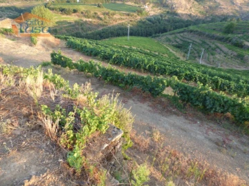 Quinta T6 para Venda em Tabuaço