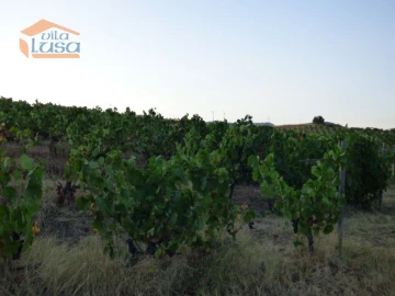 Quinta T6 para Venda em Tabuaço