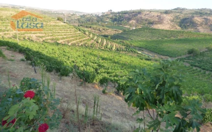 Quinta T6 para Venda em Tabuaço