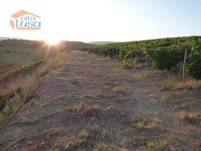 Quinta T6 para Venda em Tabuaço Foto 8