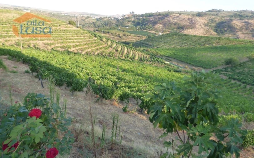 Quinta T6 para Venda em Tabuaço Foto 14