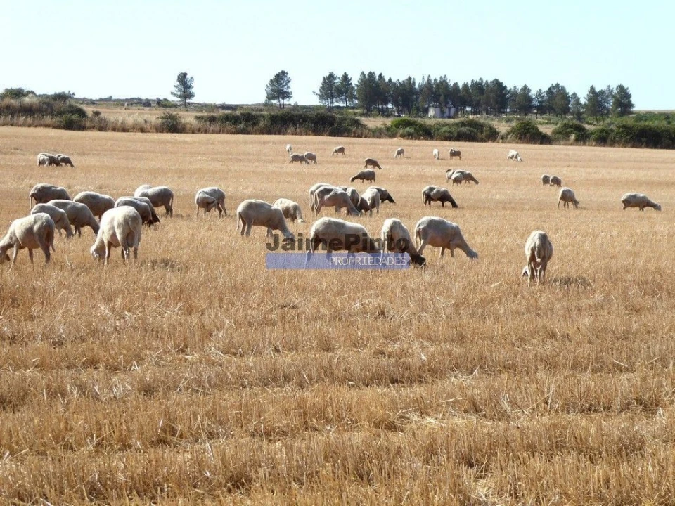 Terreno Agricola ou Rústico para Venda em Figueira de Castelo Rodrigo Foto 6