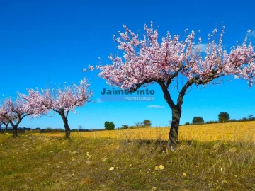 Terreno Agricola ou Rústico para Venda em Figueira de Castelo Rodrigo