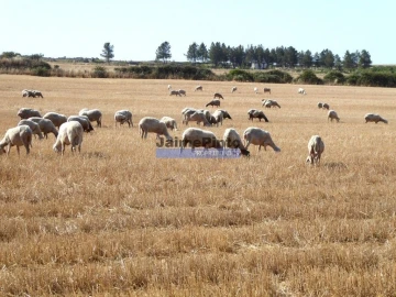 Terreno Agricola ou Rústico para Venda em Figueira de Castelo Rodrigo