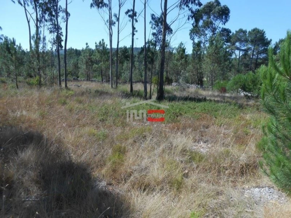 Terreno Misto para Venda em São Mamede Foto 3