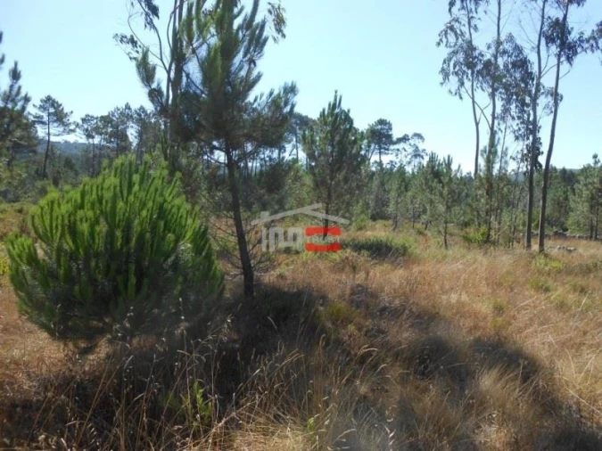 Terreno Misto para Venda em São Mamede Foto 2