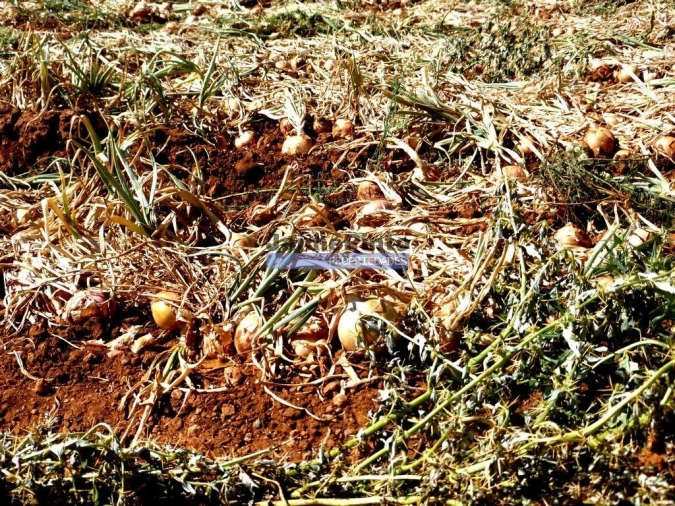 Quinta T0 para Venda em Figueira de Castelo Rodrigo Foto 2