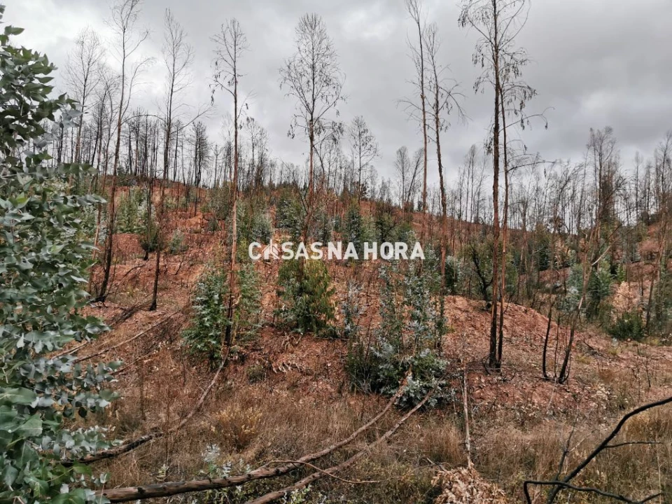 Terreno Misto para Venda em Silves Foto 5