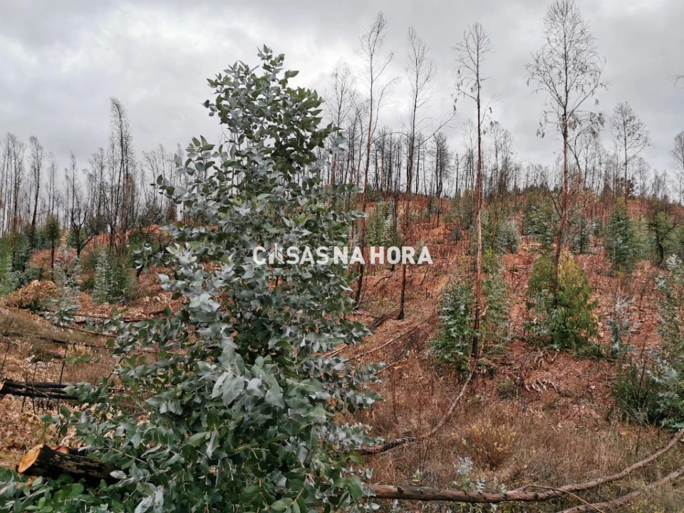Terreno Misto para Venda em Silves Foto 7