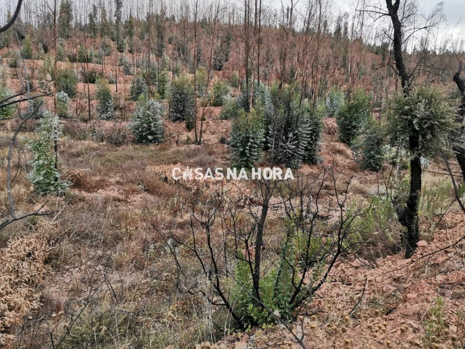 Terreno Misto para Venda em Silves Foto 8