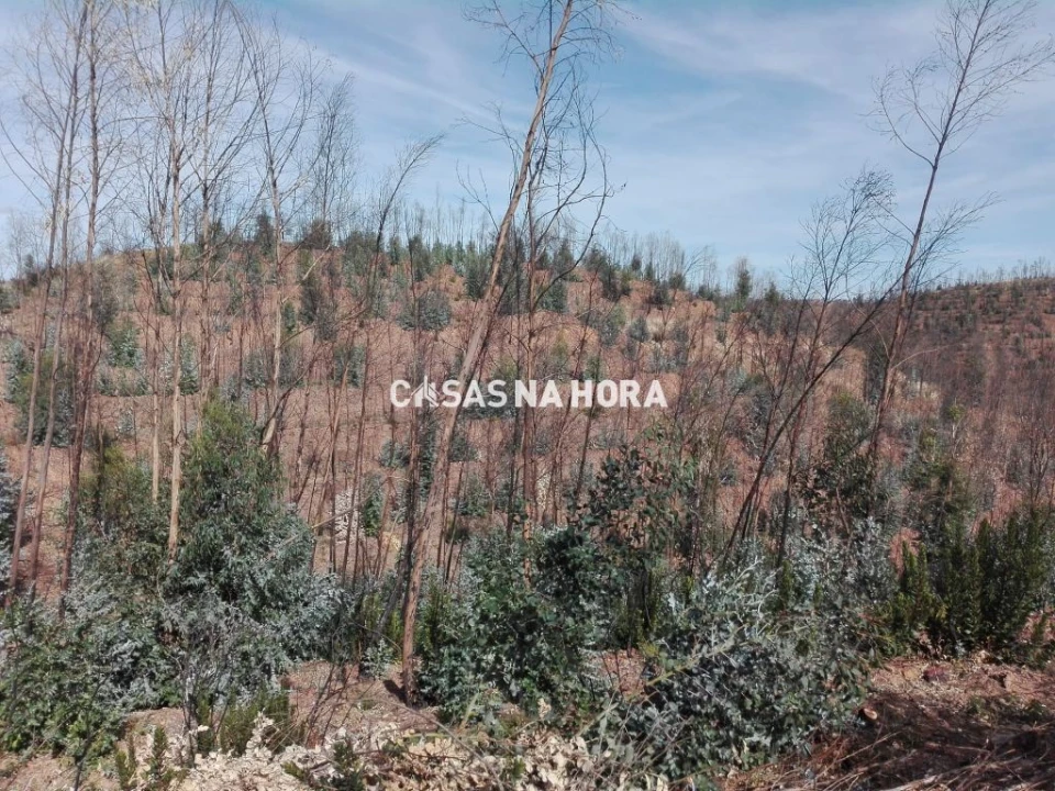 Terreno Misto para Venda em Silves Foto 10