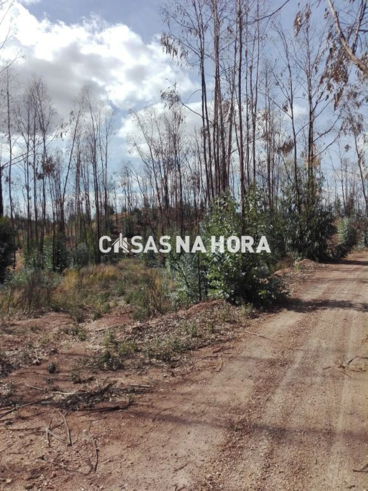 Terreno Misto para Venda em Silves Foto 11