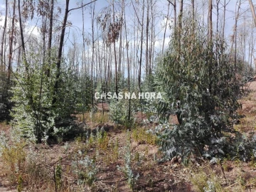 Terreno Misto para Venda em Silves