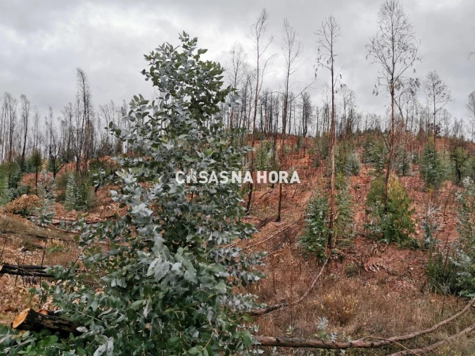 Terreno Misto para Venda em Silves Foto 7