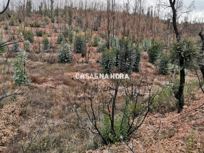 Terreno Misto para Venda em Silves Foto 8