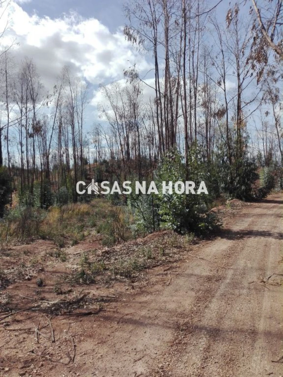 Terreno Misto para Venda em Silves Foto 11