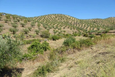 Terreno Agricola ou Rústico para Venda em Escalhão