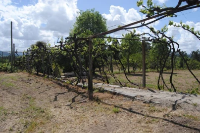 Quinta T3 para Venda em Salvador do Monte