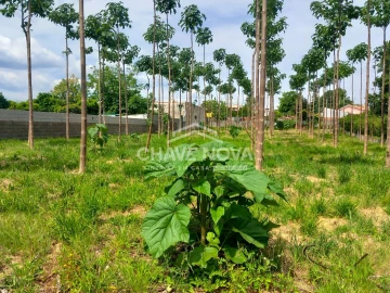 Terreno Agricola ou Rústico para Venda em Argoncilhe