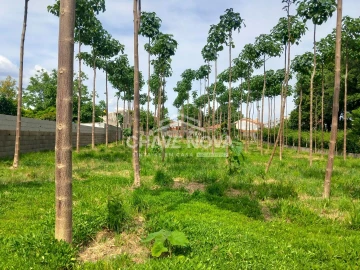 Terreno Agricola ou Rústico para Venda em Argoncilhe