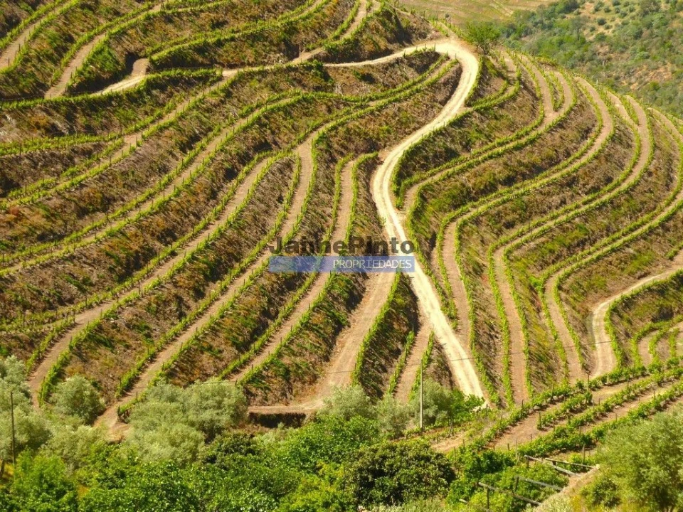 Terreno Agricola ou Rústico para Venda em Provesende, Gouvães Douro, São Cristóvão Douro Foto 6