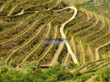 Terreno Agricola ou Rústico para Venda em Provesende, Gouvães Douro, São Cristóvão Douro