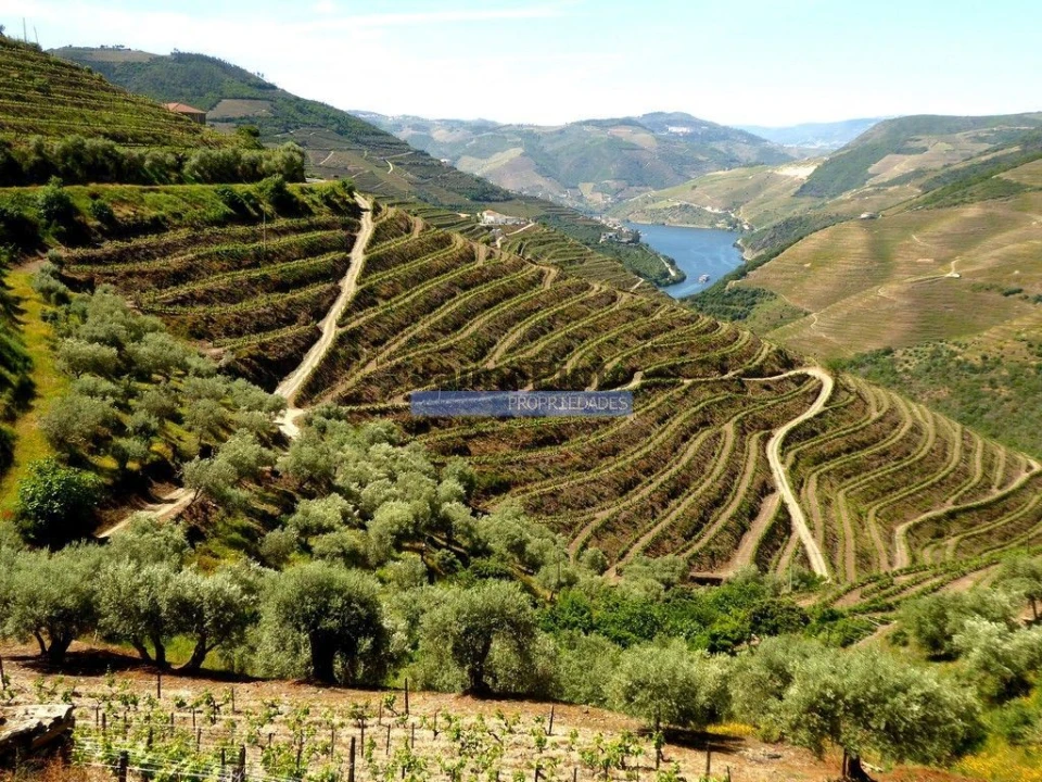 Terreno Agricola ou Rústico para Venda em Provesende, Gouvães Douro, São Cristóvão Douro Foto 1
