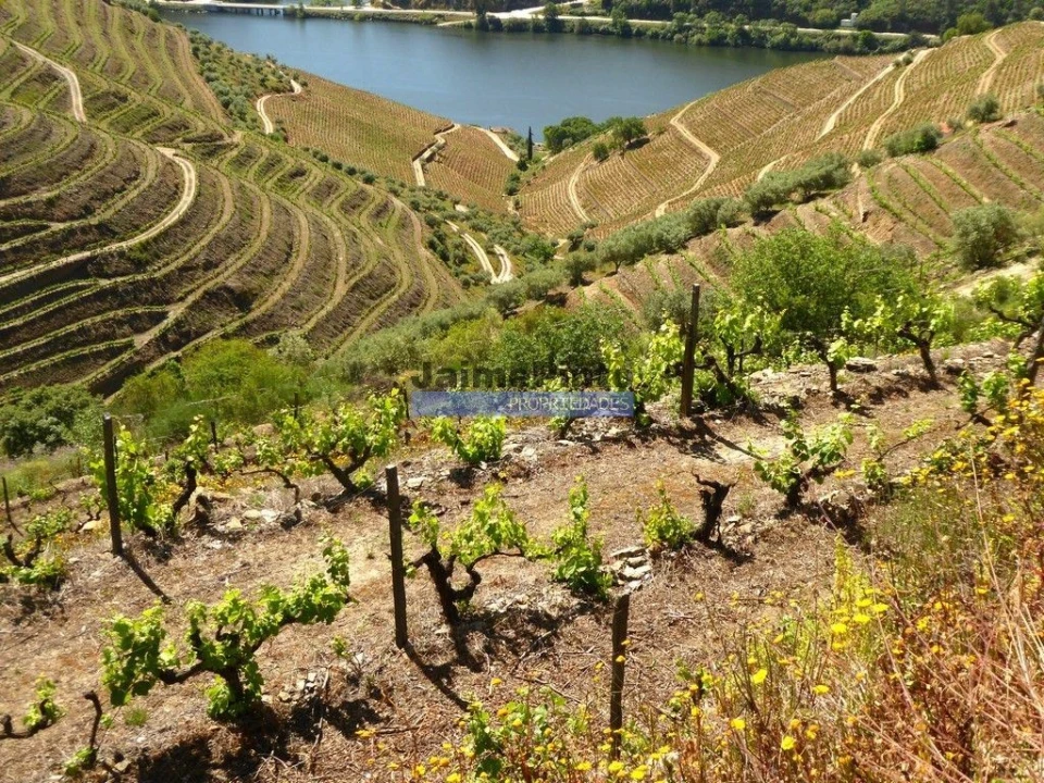 Terreno Agricola ou Rústico para Venda em Provesende, Gouvães Douro, São Cristóvão Douro Foto 9