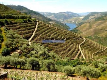 Terreno Agricola ou Rústico para Venda em Provesende, Gouvães Douro, São Cristóvão Douro
