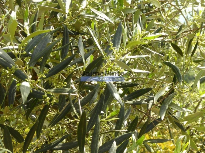 Terreno Agricola ou Rústico para Venda em Provesende, Gouvães Douro, São Cristóvão Douro Foto 4