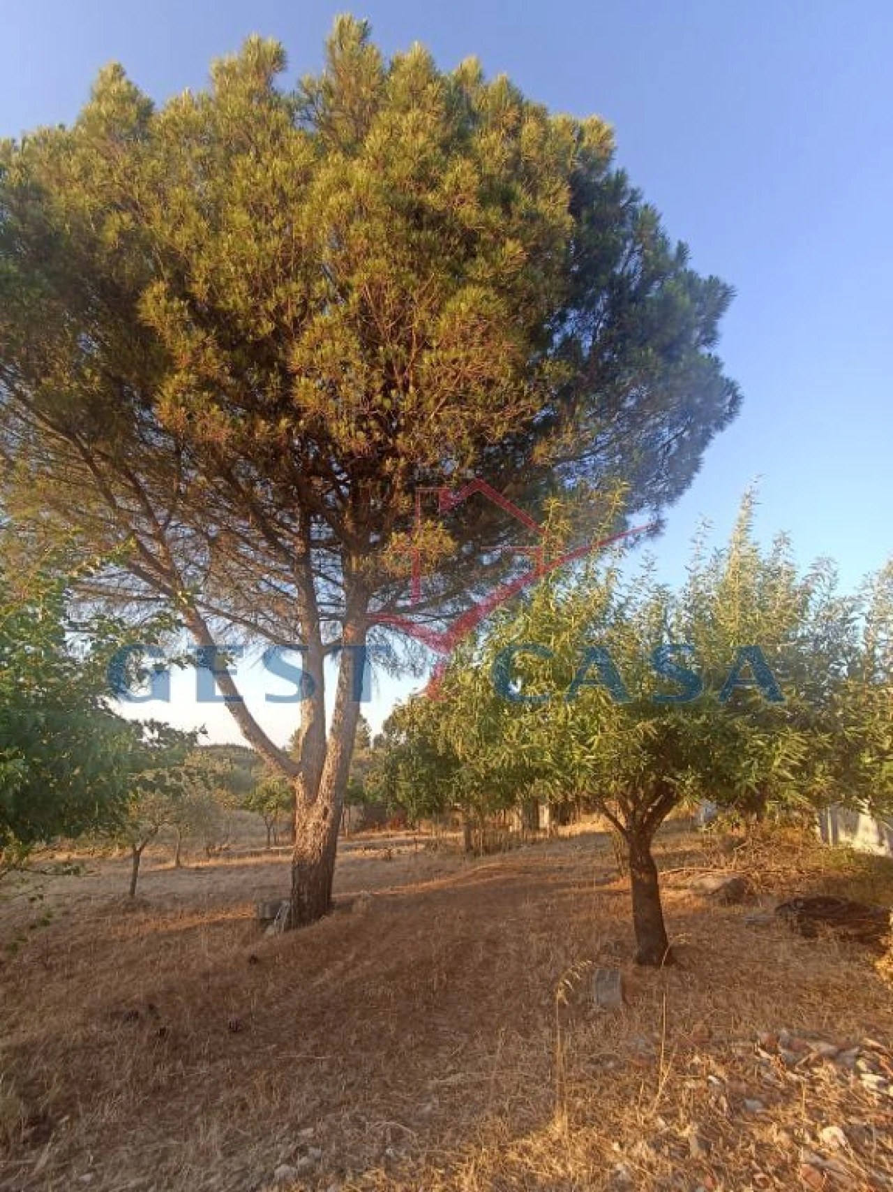 Terreno para Venda em Cebolais de Cima e Retaxo Foto 7
