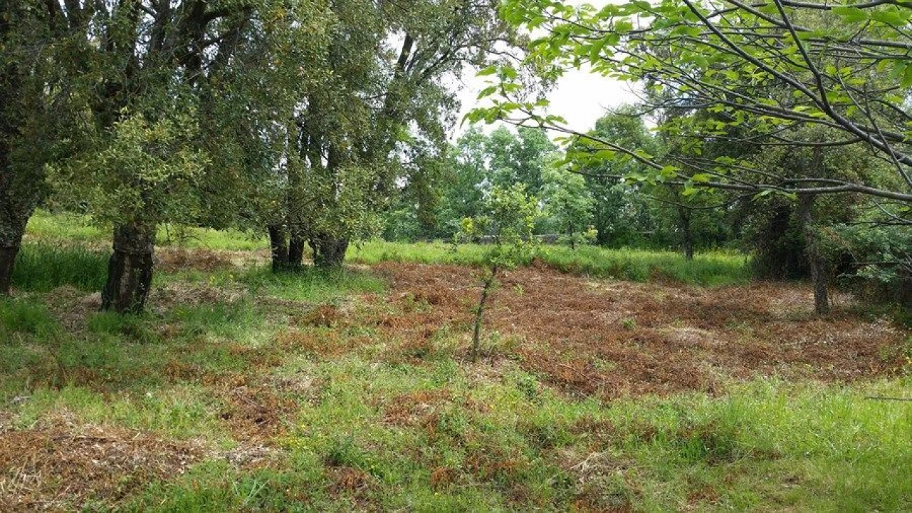 Terreno Agricola ou Rústico para Venda em Santa Maria da Devesa Foto 1
