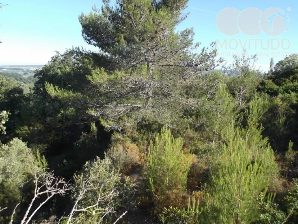 Terreno Agricola ou Rústico para Venda em Carnota Foto 5