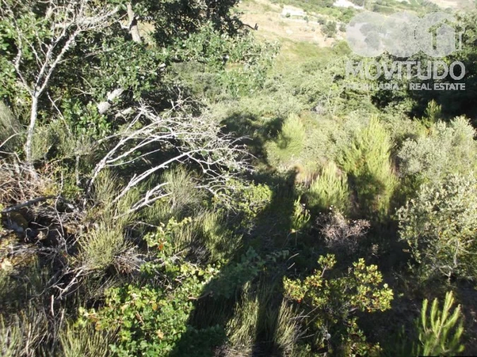 Terreno Agricola ou Rústico para Venda em Carnota Foto 3