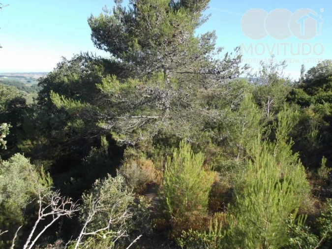 Terreno Agricola ou Rústico para Venda em Carnota Foto 5