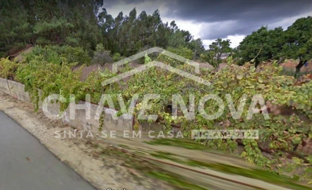 Terreno Agricola ou Rústico para Venda em Oliveira do Bairro