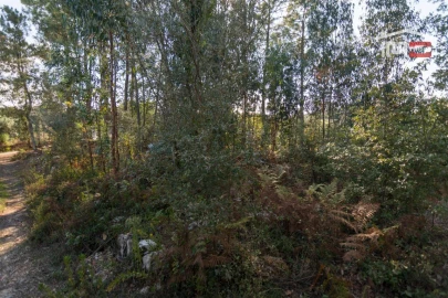 Terreno Agricola ou Rústico para Venda em Santa Catarina da Serra e Chainça