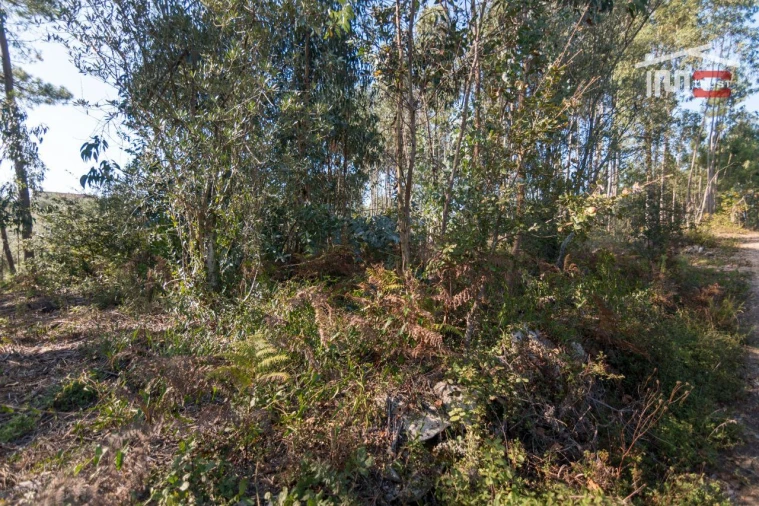 Terreno Agricola ou Rústico para Venda em Santa Catarina da Serra e Chainça Foto 5