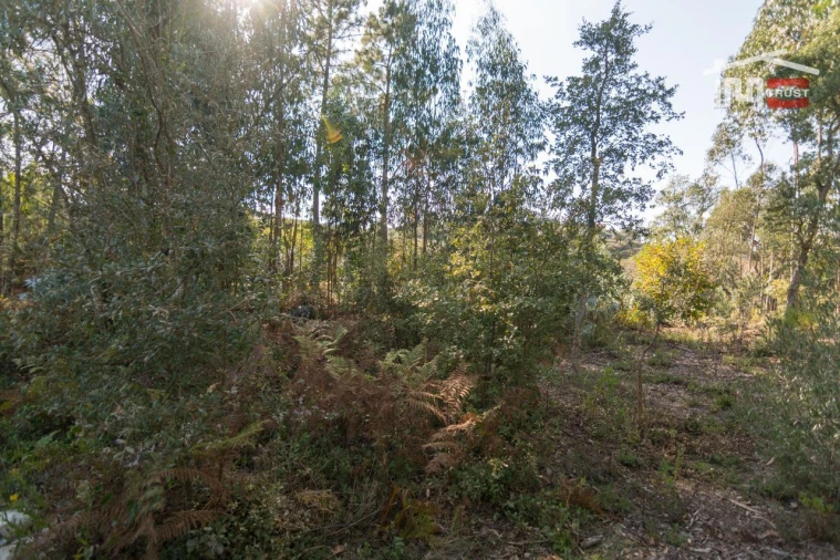 Terreno Agricola ou Rústico para Venda em Santa Catarina da Serra e Chainça Foto 6