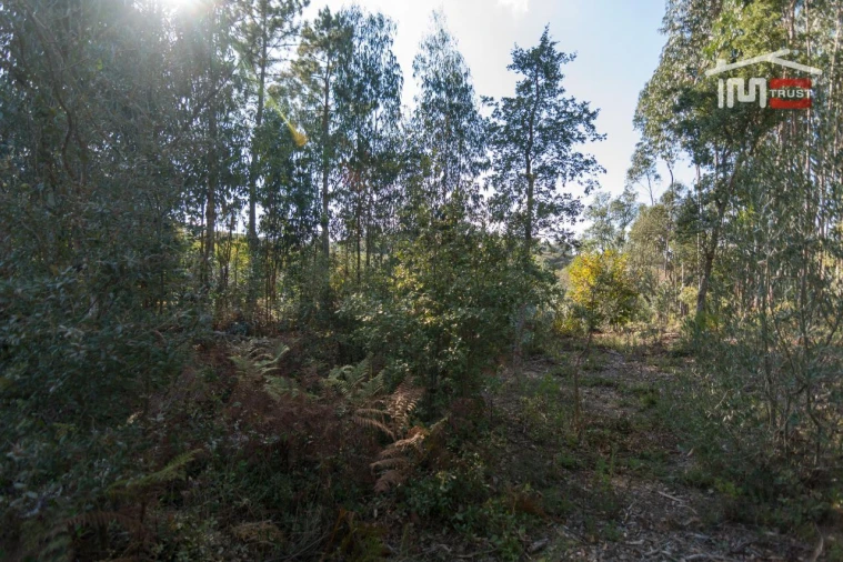 Terreno Agricola ou Rústico para Venda em Santa Catarina da Serra e Chainça Foto 8