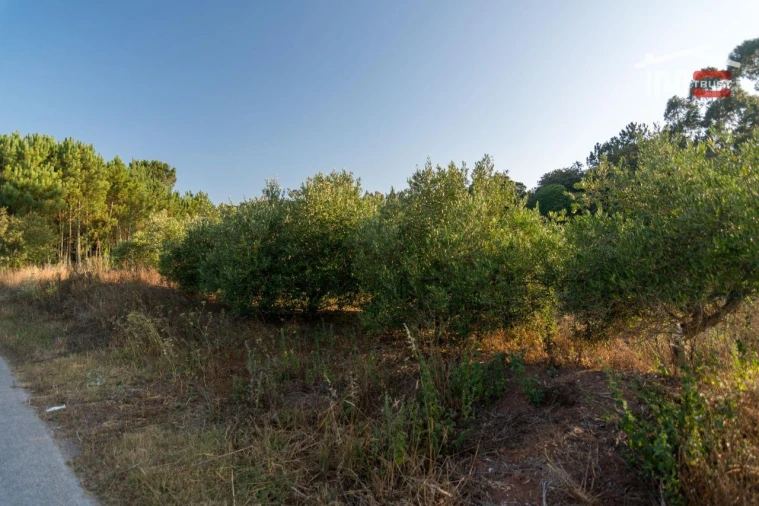 Terreno Agricola ou Rústico para Venda em Alqueidão da Serra Foto 3