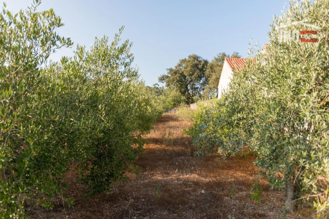 Terreno Agricola ou Rústico para Venda em Alqueidão da Serra Foto 2