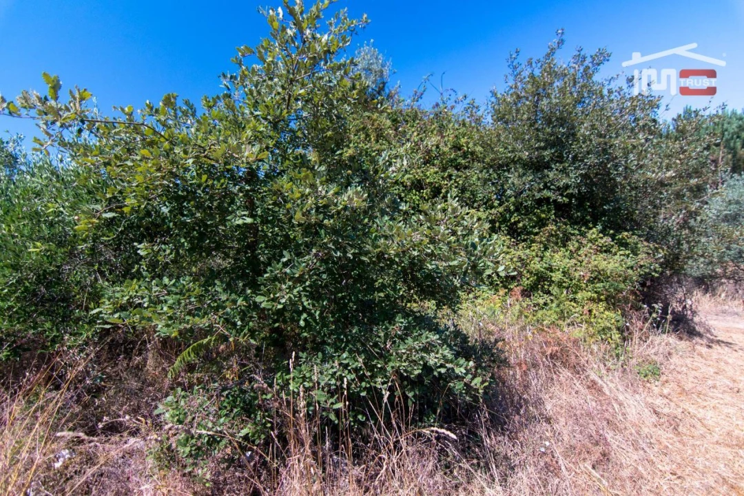Terreno Agricola ou Rústico para Venda em São Mamede Foto 4