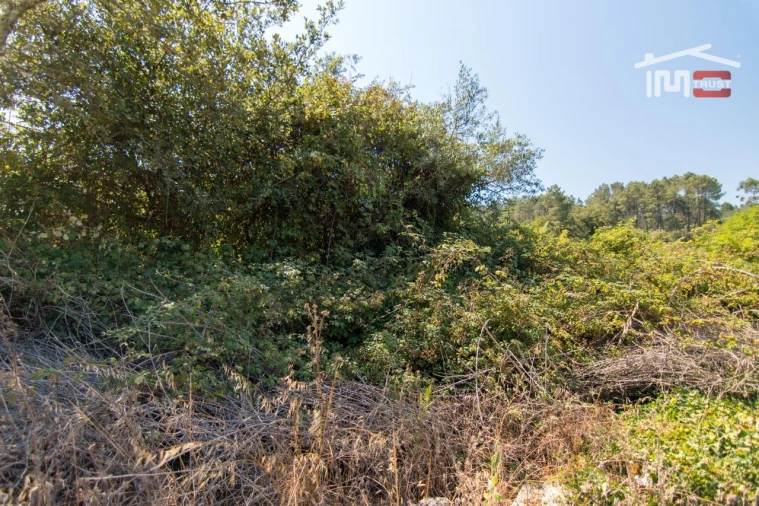 Terreno Agricola ou Rústico para Venda em São Mamede Foto 5