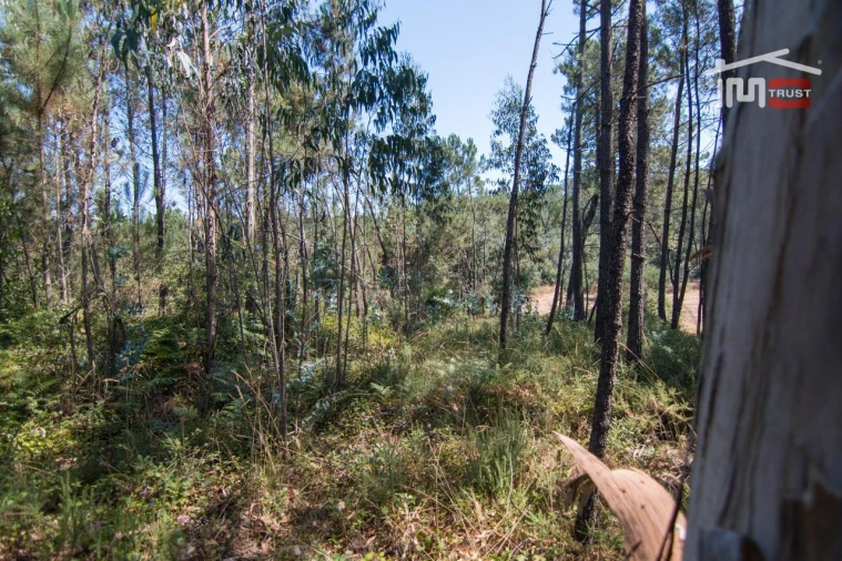 Terreno Agricola ou Rústico para Venda em Alqueidão da Serra Foto 4